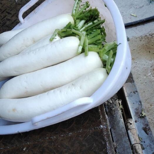 威宁县威宁精品水果白萝卜