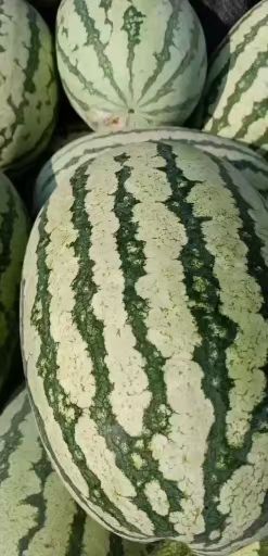 金城5号西瓜  湖北襄阳宜城板桥京城五号