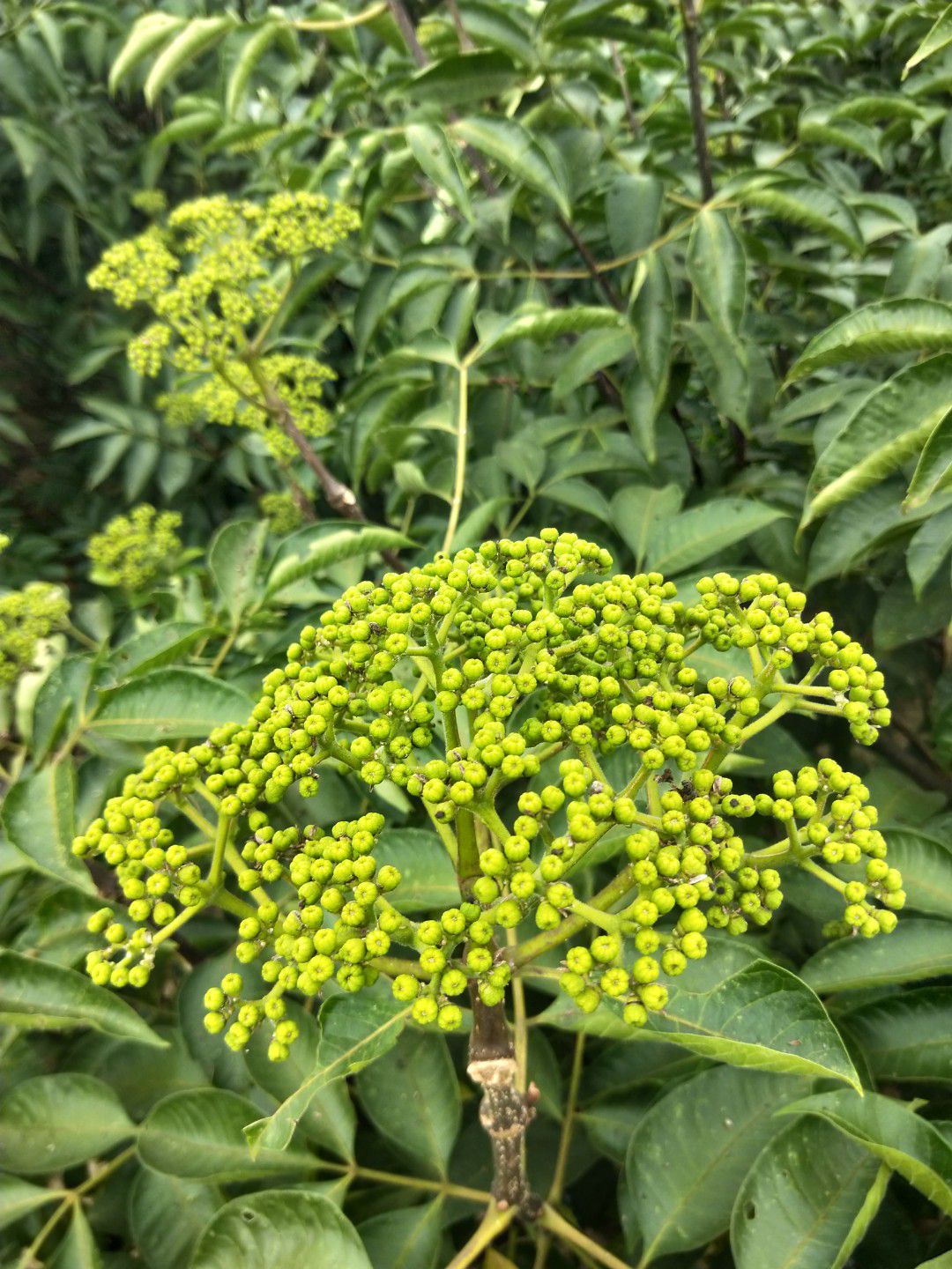 中花吴茱萸鲜货