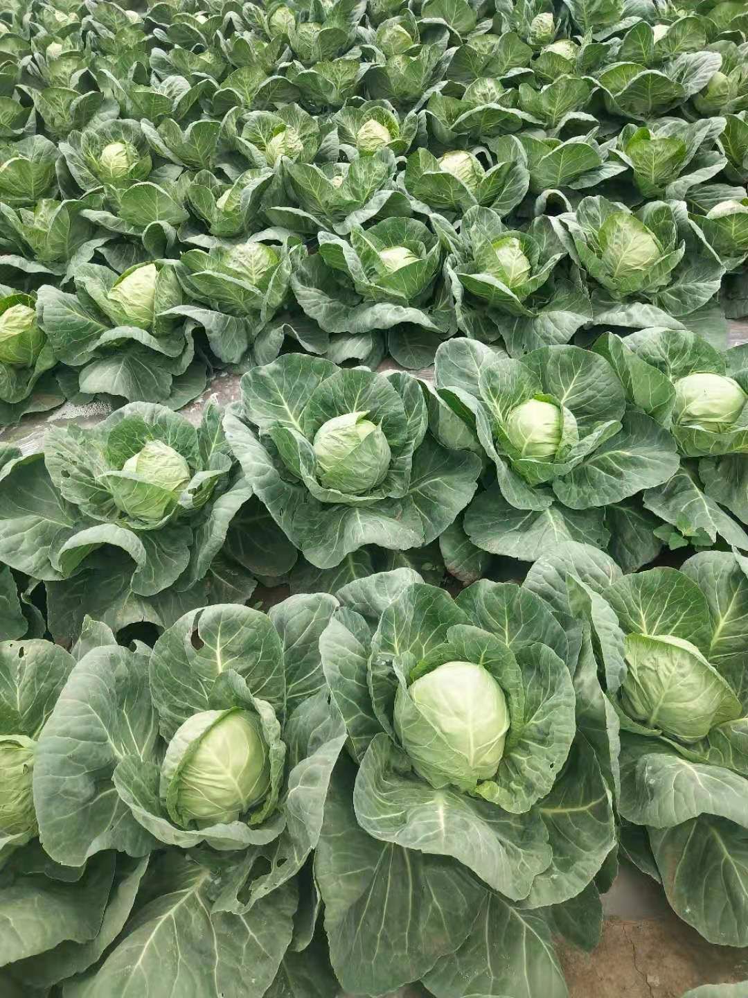 绿包菜  甘篮