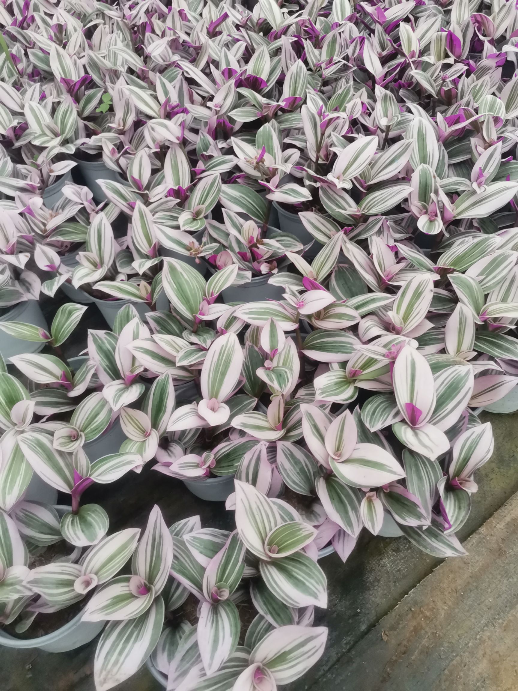 油画吊兰盆栽  优质油画吊兰，自家基地，产地直发，量大可以优