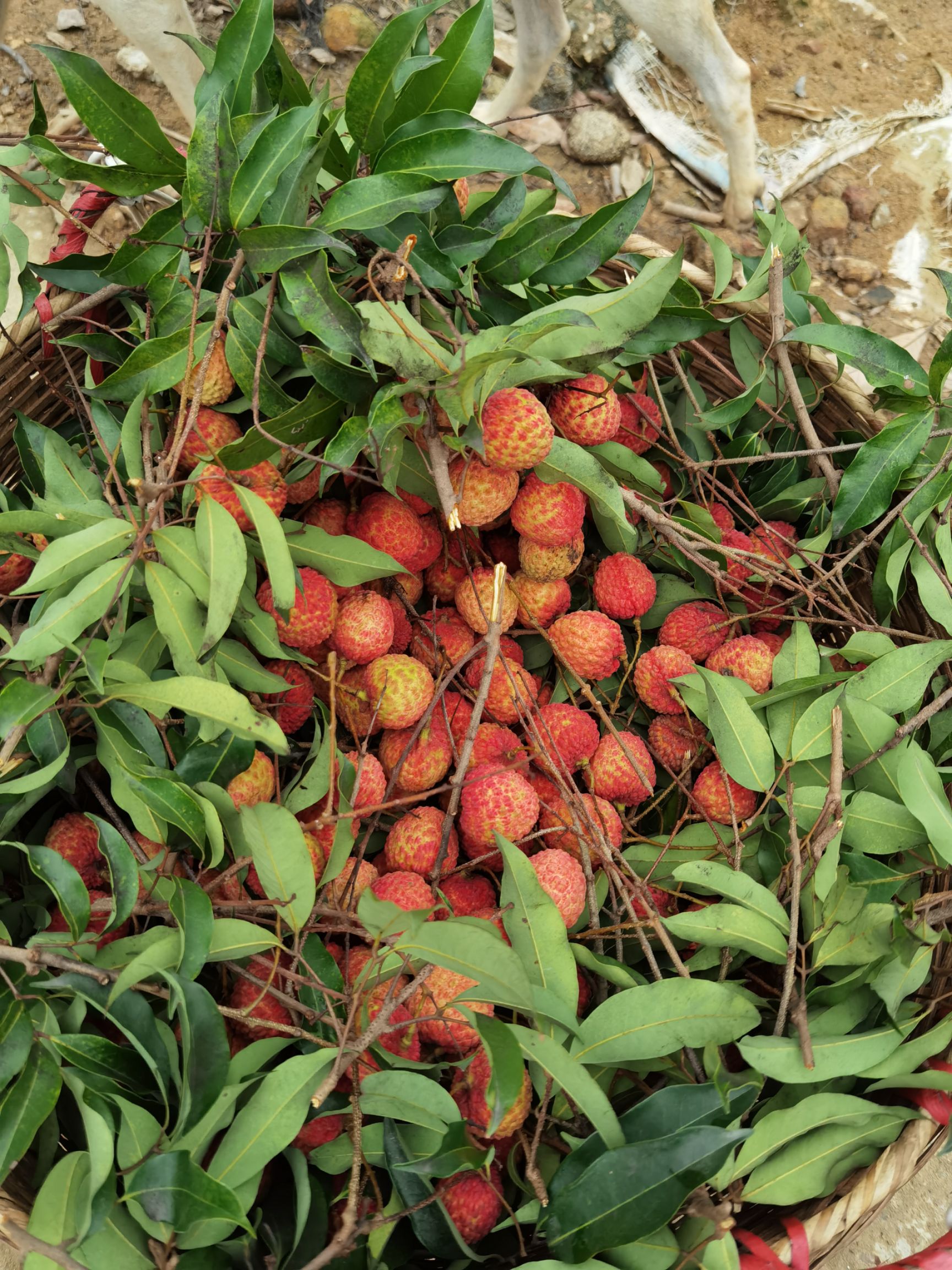 桂味荔枝 荔枝 桂味