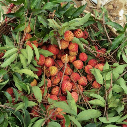 深圳桂味荔枝 荔枝 桂味