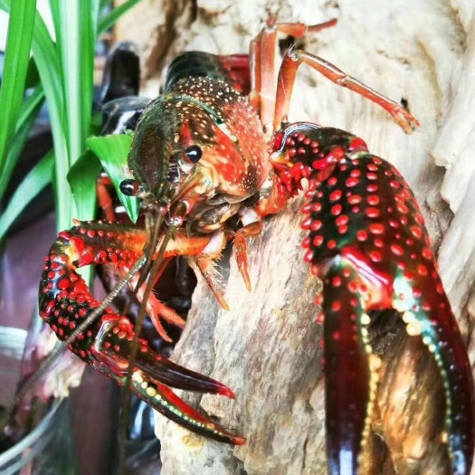 洪湖市优质龙虾苗，全国配送，质量保证，成活率有保证