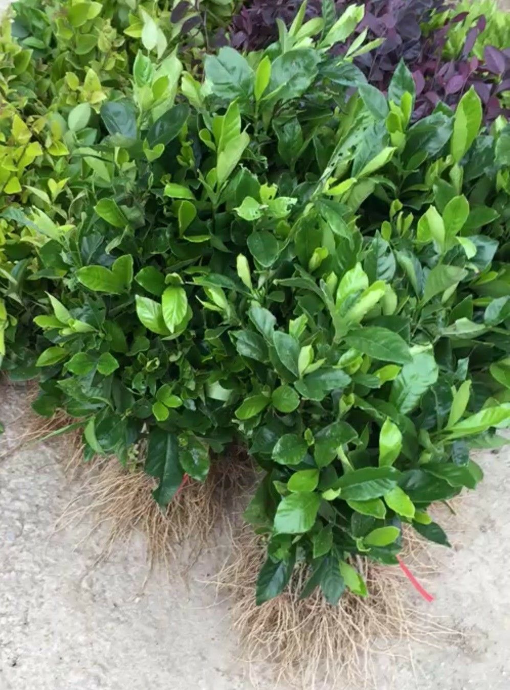 大叶栀子花苗花园地栽绿化工程四季常青浓香小苗室内盆栽开花盆景