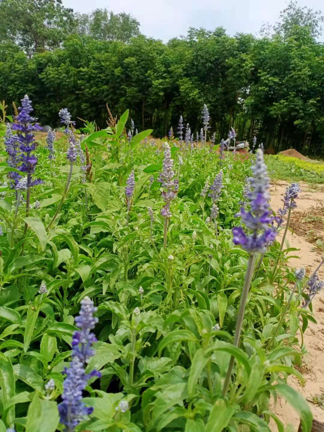  草花 半枝莲 夏瑾 鼠尾草 美女樱