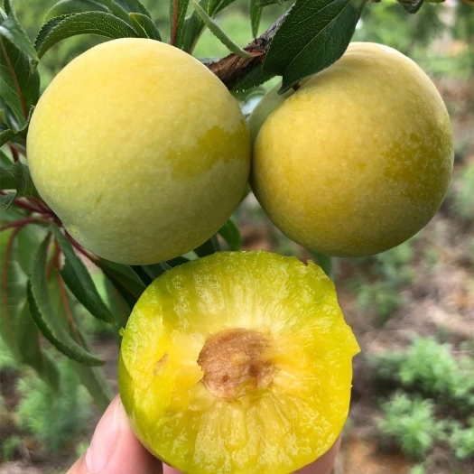 仪陇县蜂糖李
