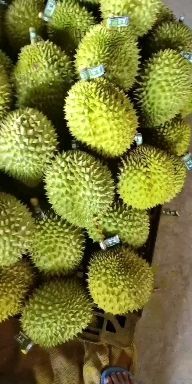 龙州县干尧榴莲 榴莲干荛