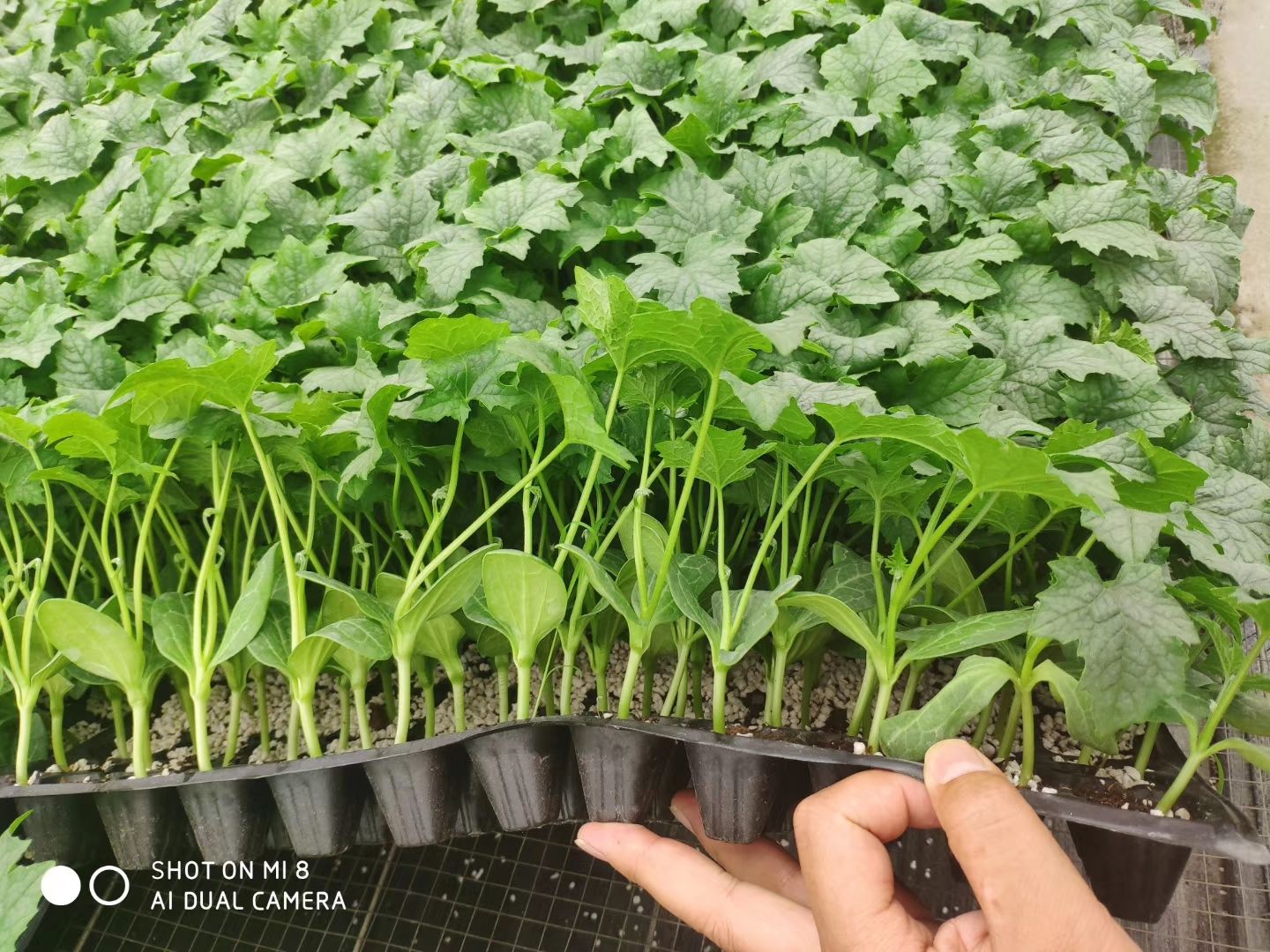 丝瓜苗，长丝瓜苗，中绿丝瓜苗，育苗基地直发苗，提前预定更优惠