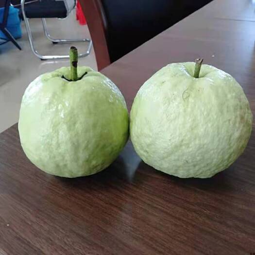 廉江市番石榴