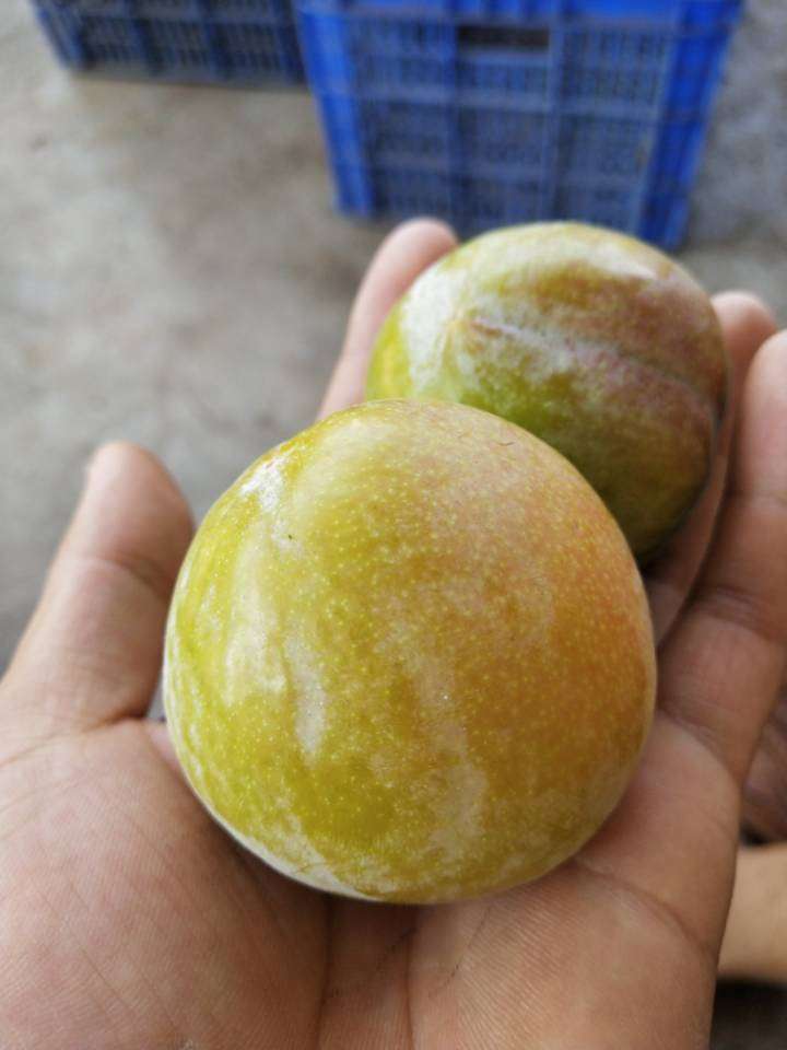 桃形李 八宝丹，秋姬大量上市