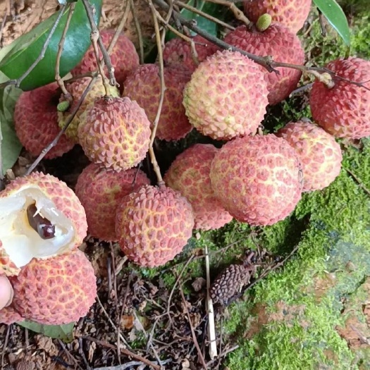 灵山县禾荔荔枝 香荔专业代收