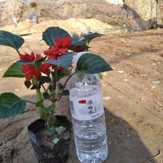 鄢陵县草花  一串红 满天星