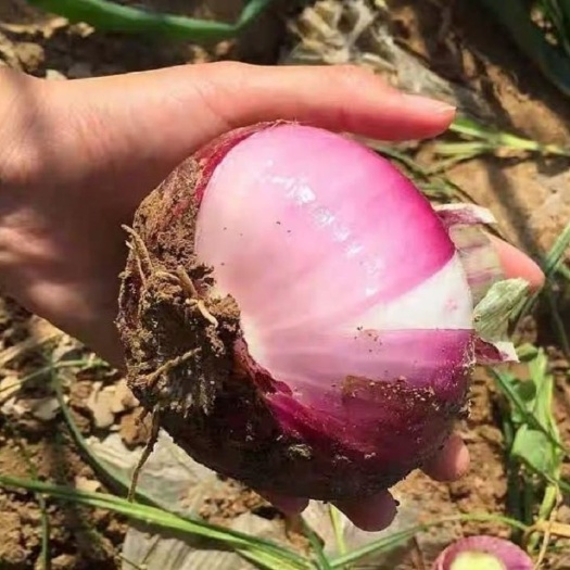 富平县新鲜红皮洋葱