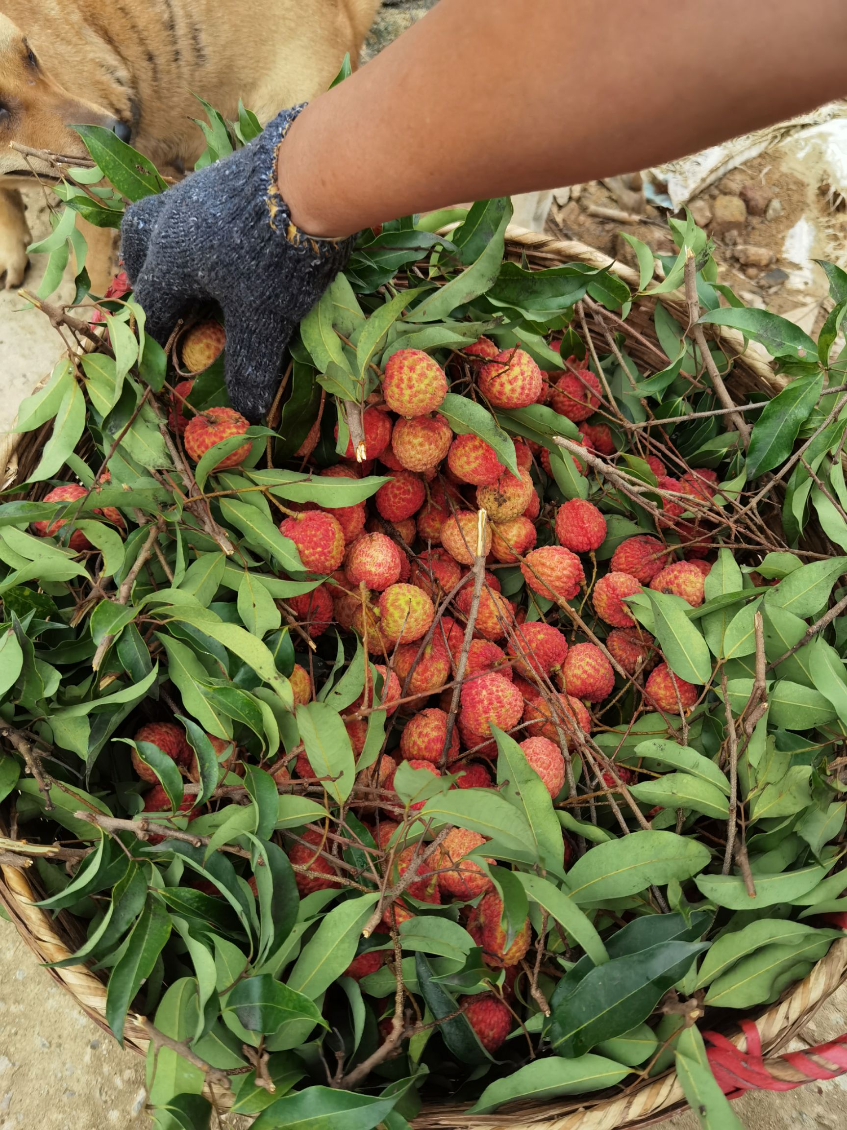 桂味荔枝 荔枝 桂味