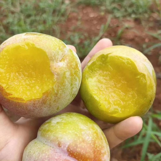 桃形李 八宝丹，秋姬大量上市