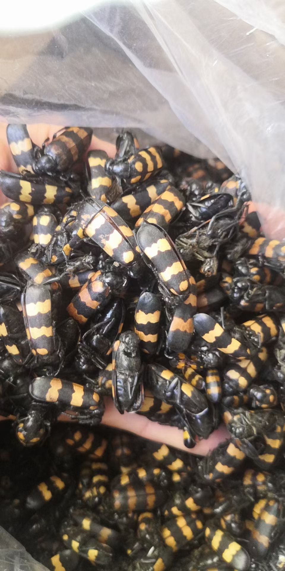 豆豆虫，，花虫，斑虫