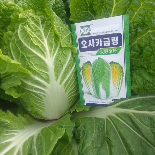 娃娃菜种子  黄芯娃娃菜种籽大坂金玲，早熟耐抽苔，抗病