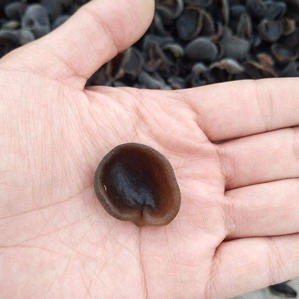 碗耳 东北特级黑木耳  黑龙江小秋耳 鲜嫩脆滑