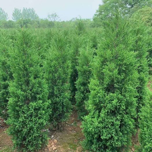 来安县桧柏  蜀桧，塔柏，刺柏，