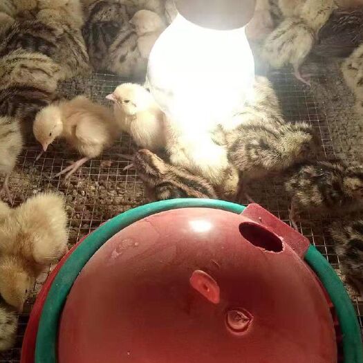 北京 肉鹌鹑，斗鹌鹑