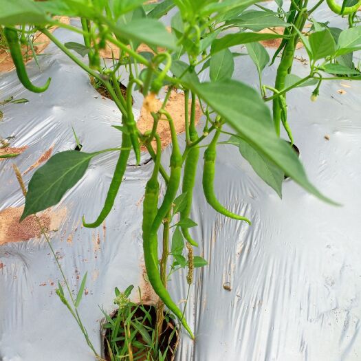 苍溪县圆包菜  薄皮二荆条鲜椒