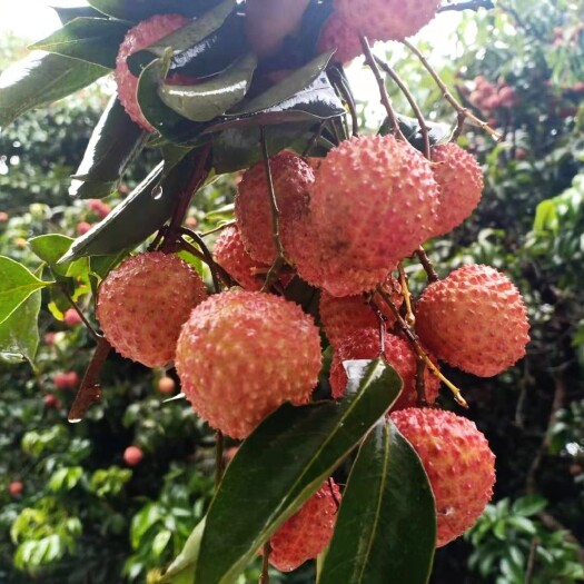 广州桂味荔枝 坐标广东从化荔枝桂味，冷链直达！！