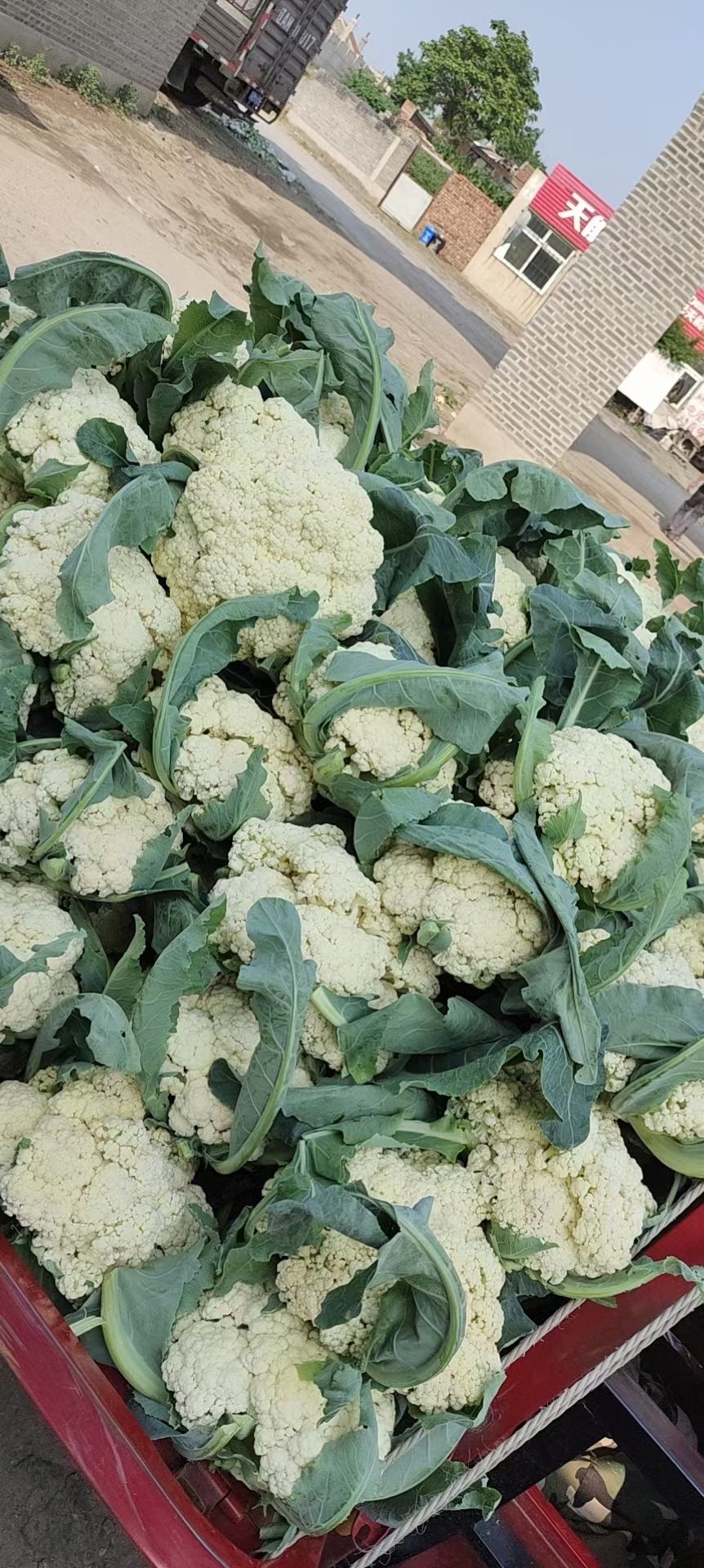 白花菜花 松花菜,白色菜花