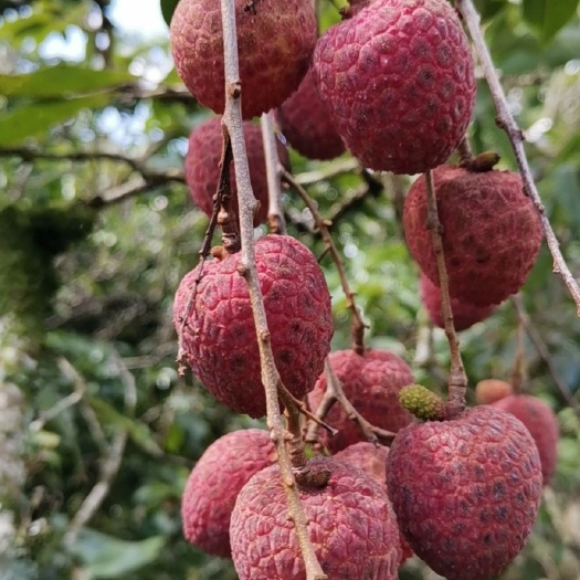 郁南县禾荔荔枝 大量供应淮枝
