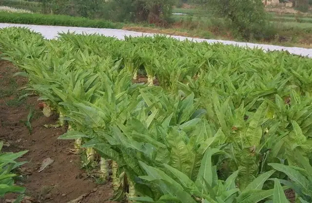 临洮县大量供应莴笋