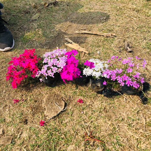息县丛生福禄考，芝樱，花海专用，精品丛生福禄考。