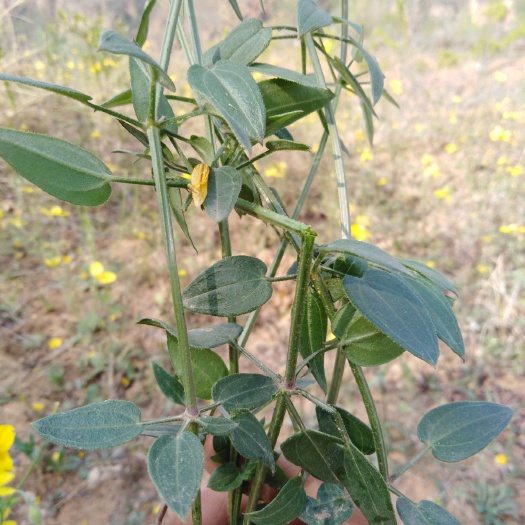 洛宁县茜草藤，