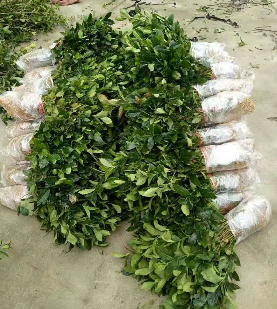 大叶栀子花苗花园地栽绿化工程四季常青浓香小苗室内盆栽开花盆景