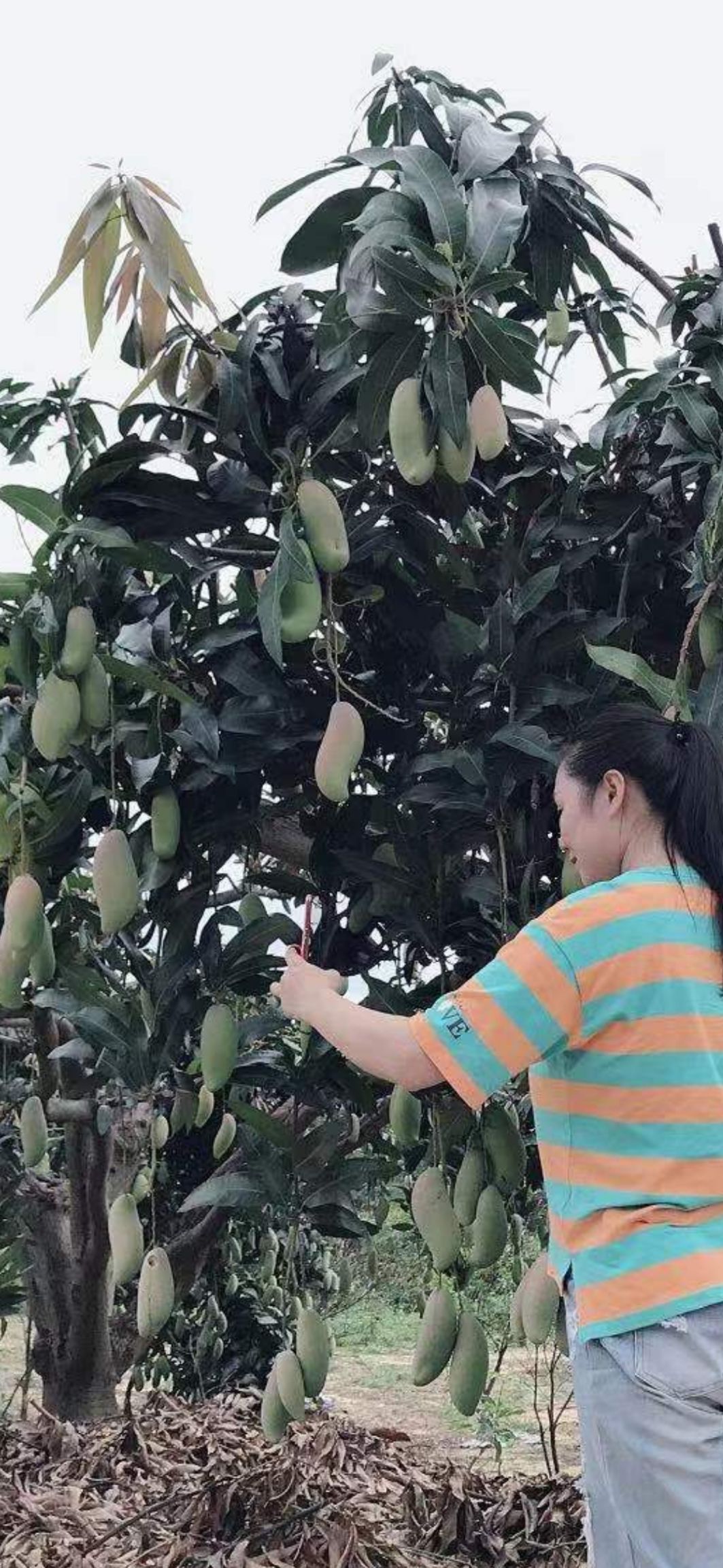 热农芒果 百色芒果