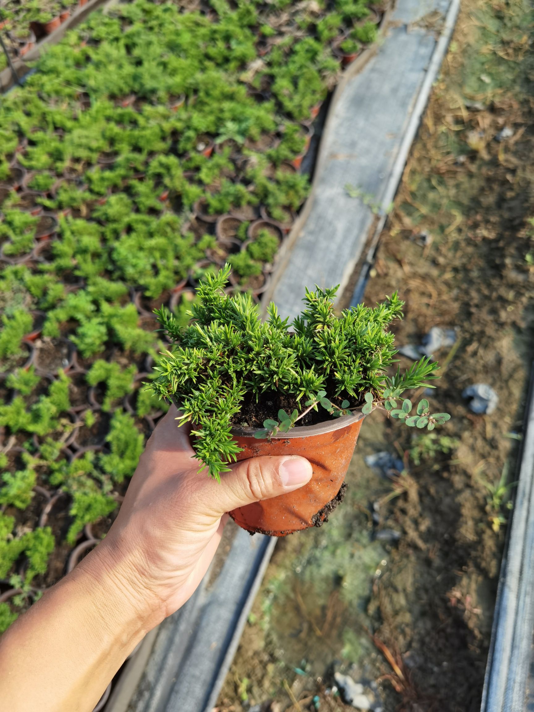 芝樱，丛生福禄考，花海专用，四季常青。精品，双色杯。