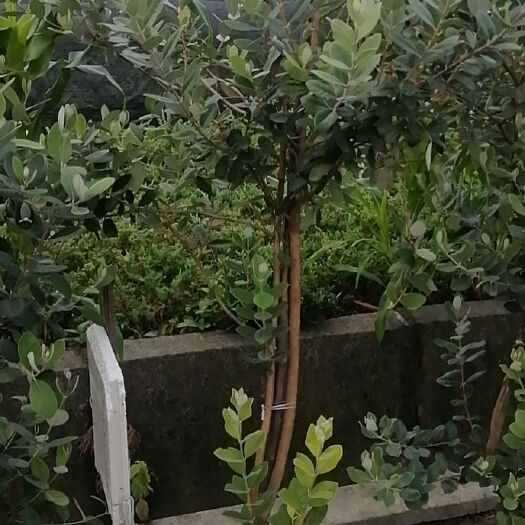 菲油果苗 菲油果丛生  单干