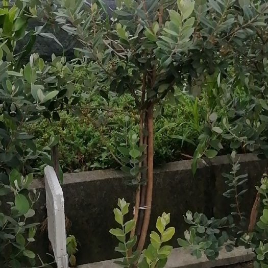 杭州菲油果苗 菲油果丛生  单干