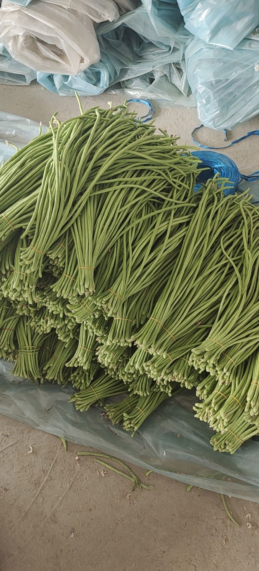 白条豆角  长豆角，白豆角