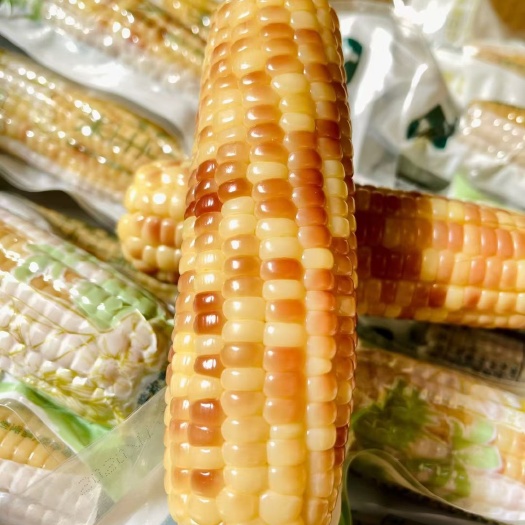 昆明甜玉米  【优惠包邮】西双版纳香糯小玉米，软糯香甜。稍加蒸煮