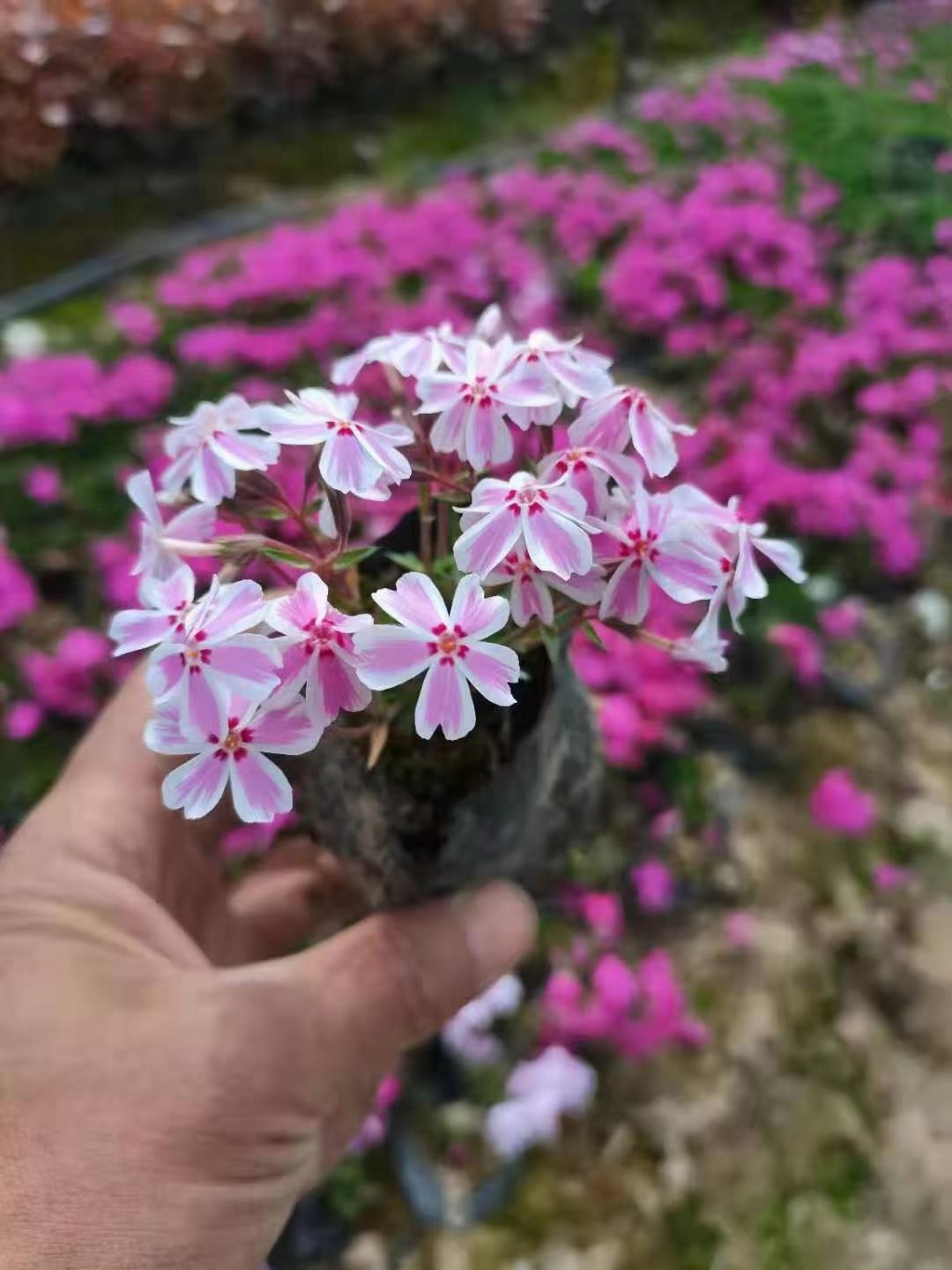 丛生福禄考，芝樱，花海专用，精品丛生福禄考。