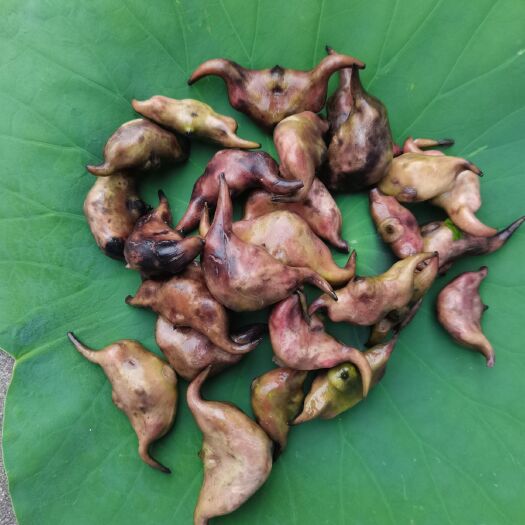 洪湖市 洪湖新鲜菱角