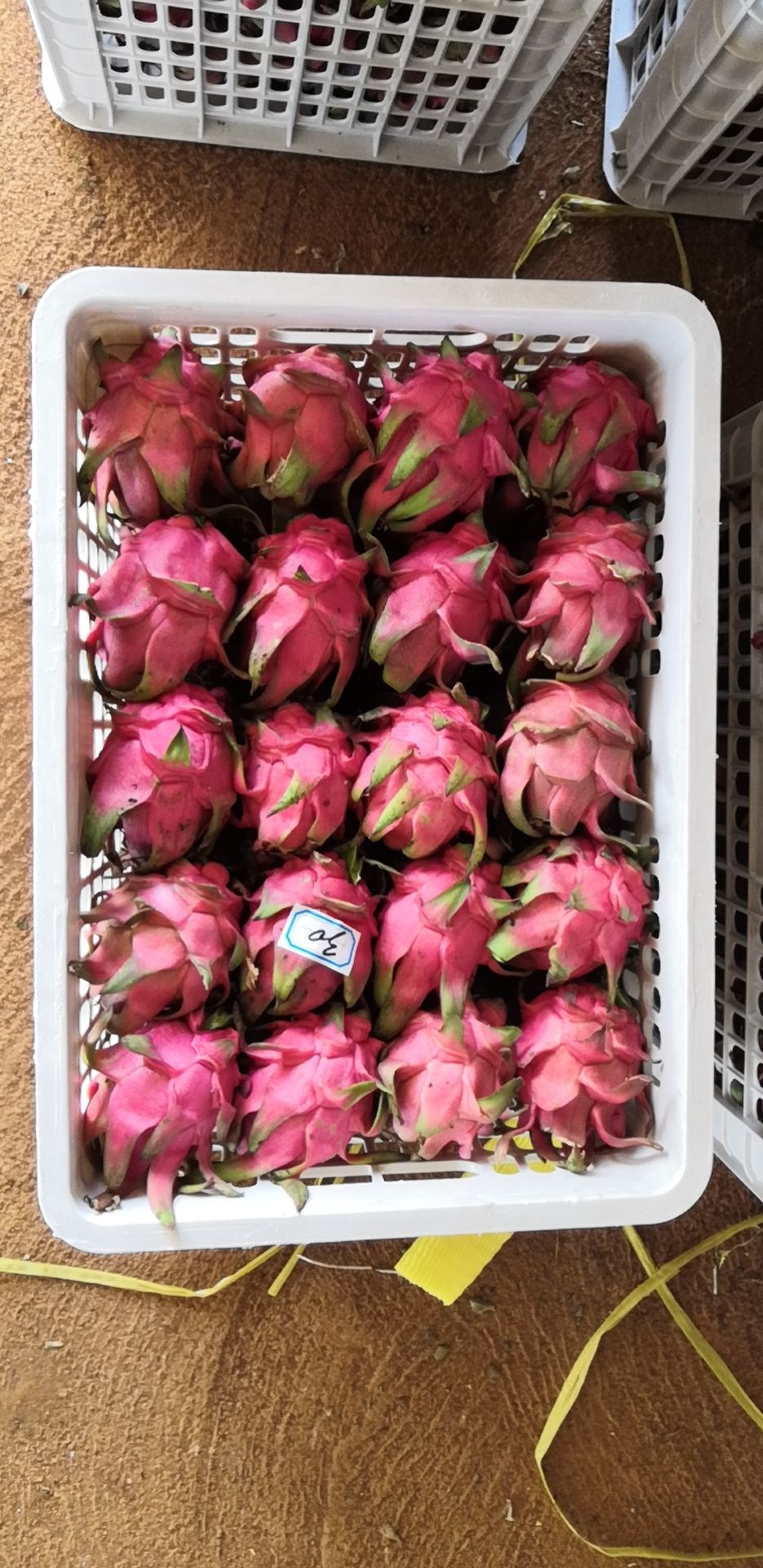 专业代收代购火龙果 大量有货质量保障