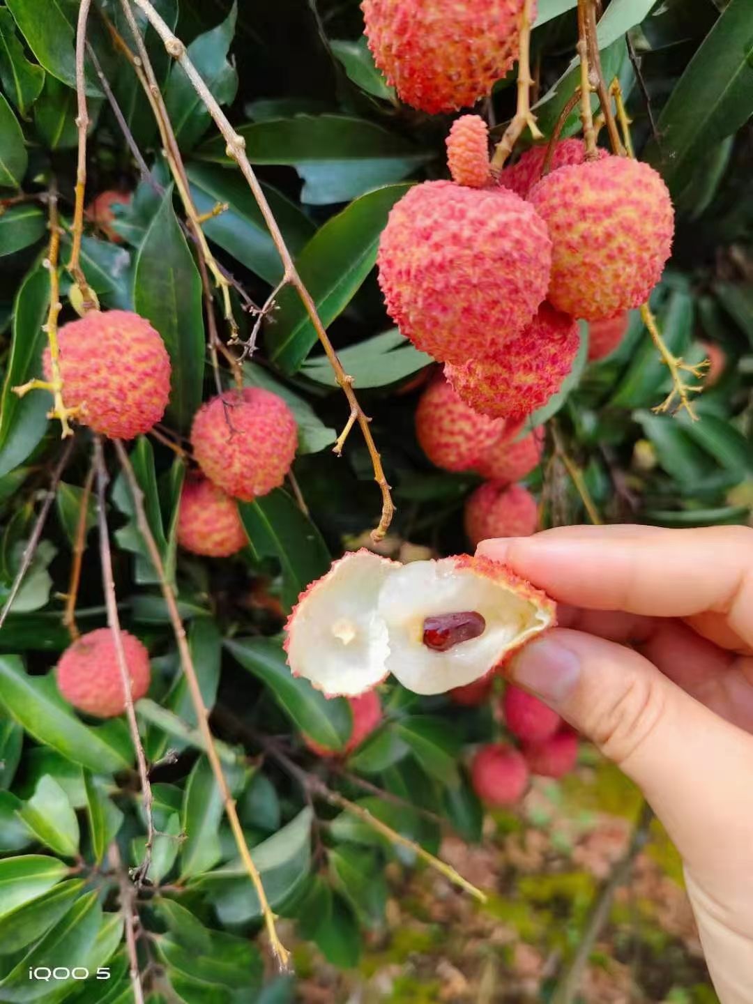 桂味荔枝 正宗靈山荔枝