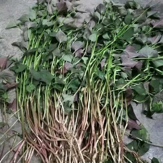 云阳白茎鱼腥草  重庆农村折耳根，鱼腥草
