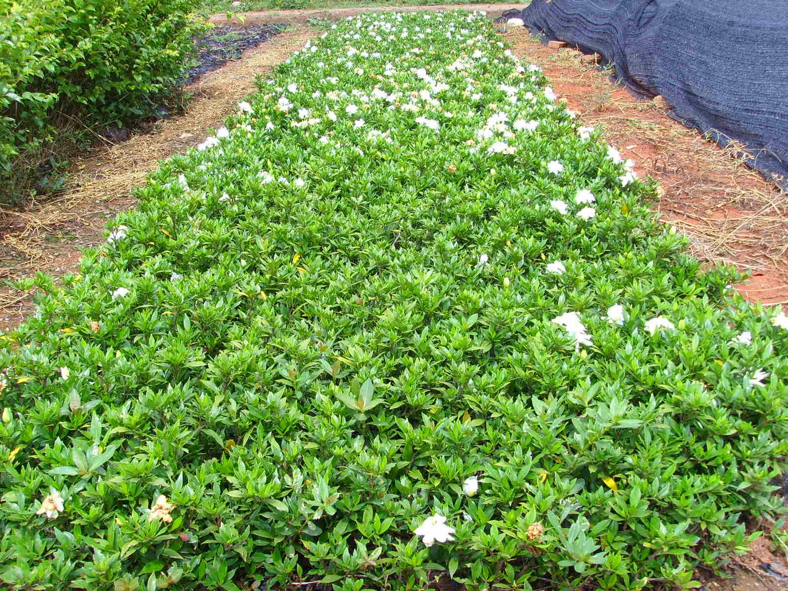 大叶栀子花苗花园地栽绿化工程四季常青浓香小苗室内盆栽开花盆景