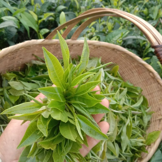 兴业县毛峰茶  手工绿茶