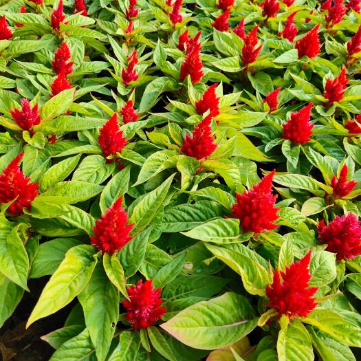 鄢陵县 草花 鸡冠花 矮牵牛 长春花 孔雀草