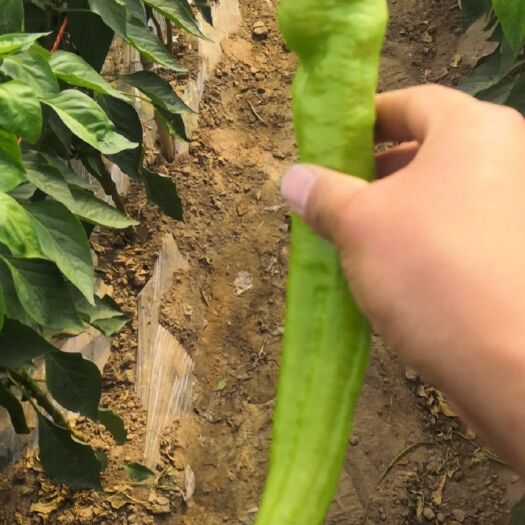 天镇县牛角椒 辣椒