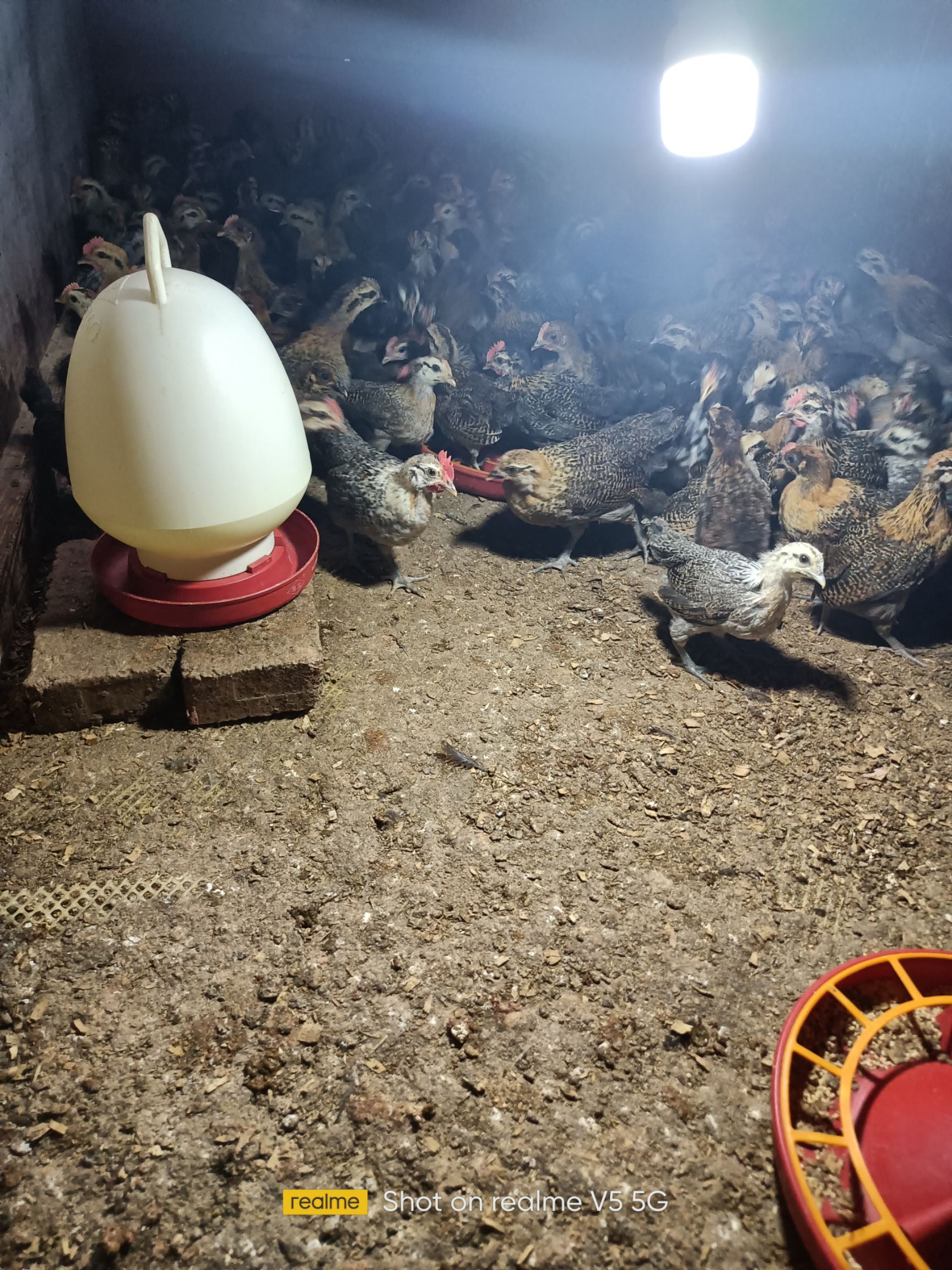 黔东南从江芭沙本地小香鸡，鸡苗