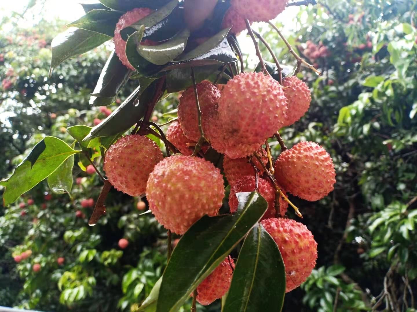 桂味荔枝 坐标广东从化荔枝桂味,冷链直达!